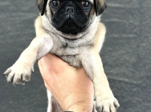Hamburger Surat Oyun Deli̇si̇ Pug Mops görsel