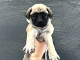 HAMBURGER SURAT OYUN DELİSİ PUG MOPS