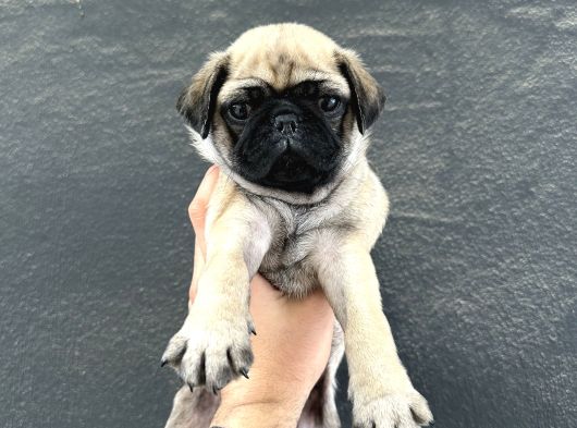 Hamburger Surat Oyun Deli̇si̇ Pug Mops