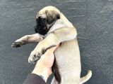 Hamburger Surat Oyun Deli̇si̇ Pug Mops