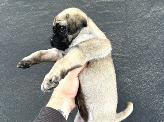 Hamburger Surat Oyun Deli̇si̇ Pug Mops görsel