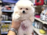 Üst kalite pomeranian yavrularımız