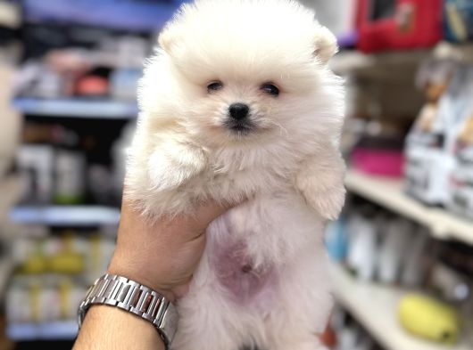 Üst Kalite Pomeranian Yavrularımız