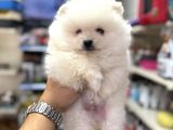 Pomeranian Kar Beyaz Bebeklerimiz