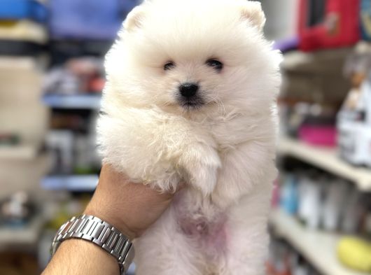 Pomeranian Kar Beyaz Bebeklerimiz görsel