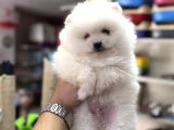 Pomeranian Kar Beyaz Bebeklerimiz