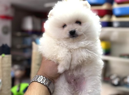 Pomeranian Kar Beyaz Bebeklerimiz görsel