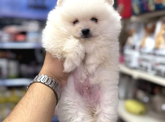 Pomeranian Üst Kalite Yavrular Için Arayabilirsiniz görsel