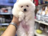 Pomeranian Kar Beyaz Bebeklerimiz