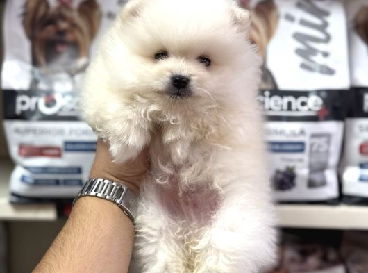 Pomeranian Kar Beyaz Bebeklerimiz