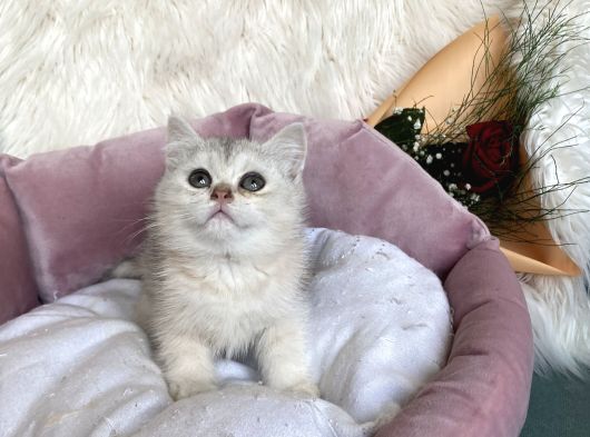 Uyumlu Kaliteli Güzeller Teslime Hazırlar görsel