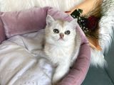 Uyumlu Kaliteli Güzeller Teslime Hazırlar