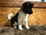 Amerikan Akita Erkek Ve Dişi Yavru