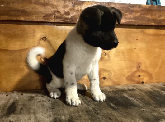Amerikan Akita Erkek Ve Dişi Yavru görsel