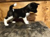 Amerikan akita erkek ve dişi yavru