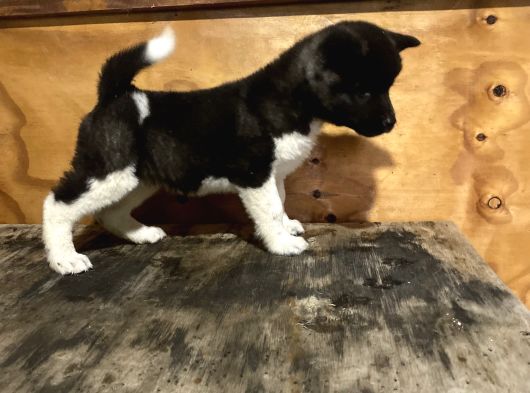 Amerikan Akita Erkek Ve Dişi Yavru