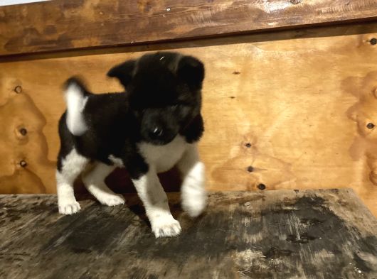Amerikan Akita Erkek Ve Dişi Yavru görsel
