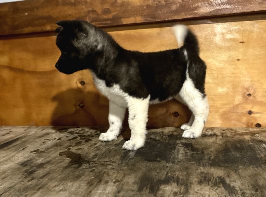 Amerikan Akita Erkek Ve Dişi Yavru görsel
