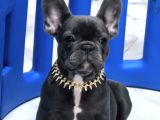 French buldogg