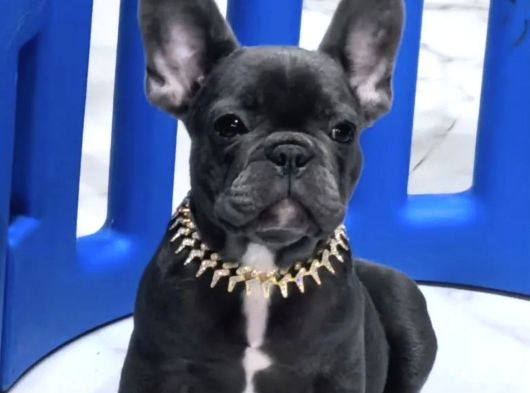French Buldogg
