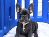 French Buldogg