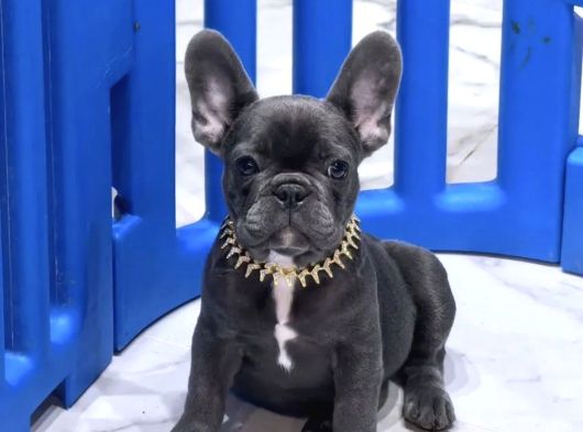 French Buldogg görsel