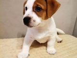 Jack russel