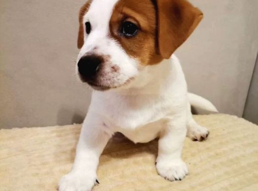 Jack Russel