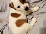 Jack Russel