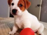 Jack Russel