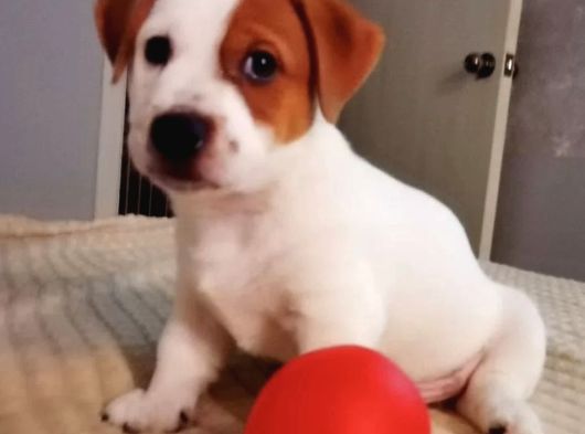 Jack Russel görsel