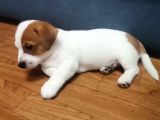 Jack Russel