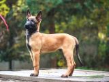Malinois Yavrular