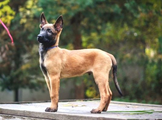Malinois Yavrular görsel