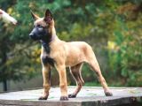 Malinois yavrular
