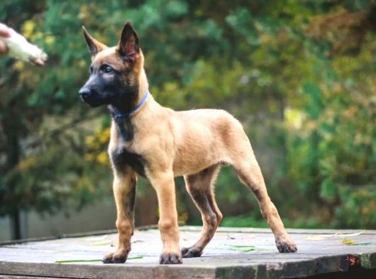 Malinois Yavrular