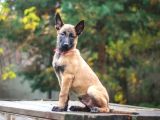 Malinois Yavrular