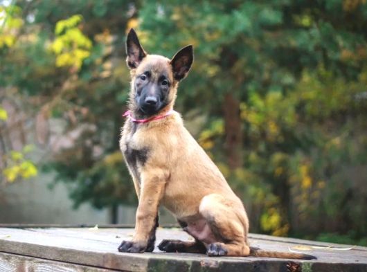 Malinois Yavrular görsel