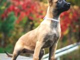 Malinois Yavrular