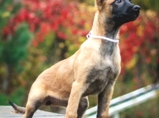 Malinois Yavrular görsel