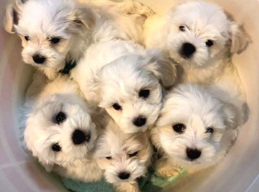 TEACUP TÜY DÖKMEYEN MALTESE YAVRULAR