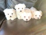 Teacup Tüy Dökmeyen Maltese Yavrular