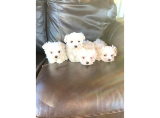 Teacup Tüy Dökmeyen Maltese Yavrular görsel