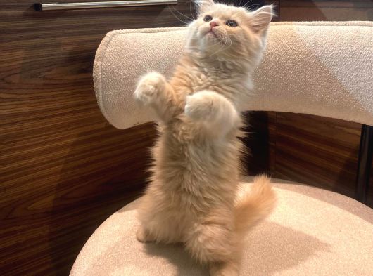 British Şhorthair - British Longhair görsel
