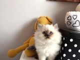 Erkek Güzeli̇