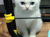 Bri̇ti̇sh Shortai̇r Beyaz Golden Yavrularimiz Mavi̇ Göz