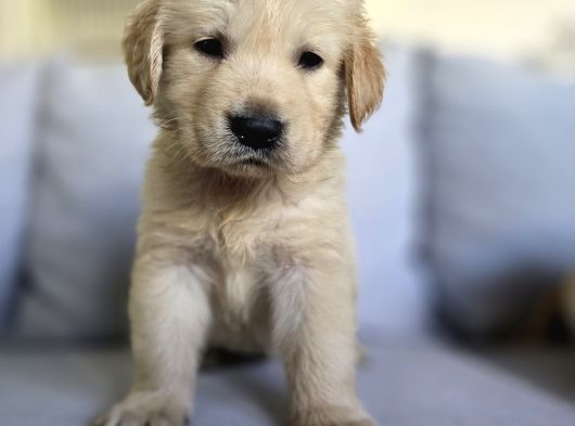 A Kalite Golden Retriever Yavrular görsel