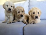 A kalite golden retriever yavrular
