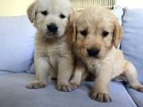A Kalite Golden Retriever Yavrular