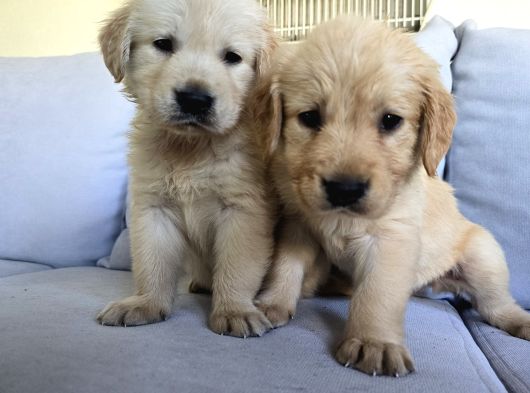 A Kalite Golden Retriever Yavrular görsel